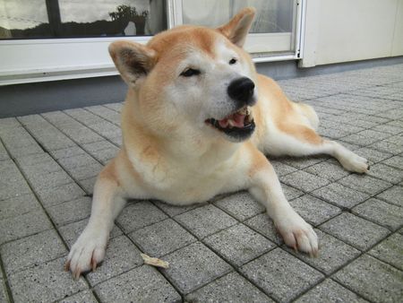 ’14,6,26(木)愛ちゃん、少し元気がありません!_f0060461_9552064.jpg