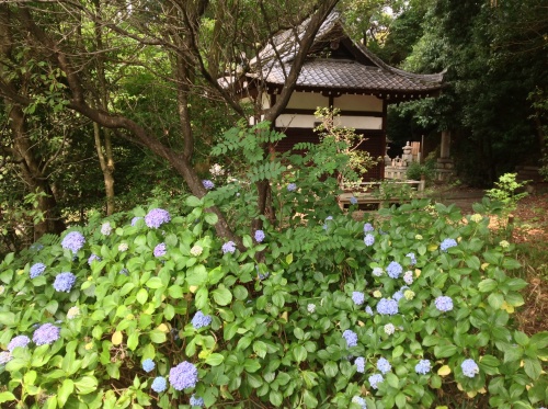 京都 朝散歩 総本山智積院_b0153663_12352891.jpg