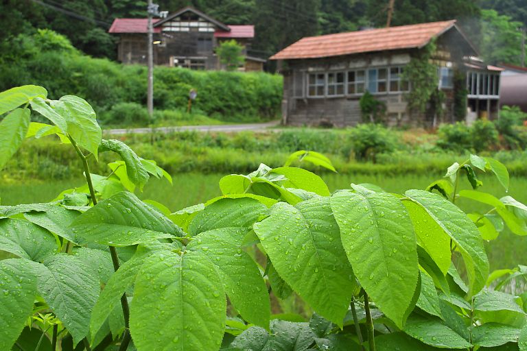 松之山・水梨の棚田（6月22日）_c0057265_2551232.jpg