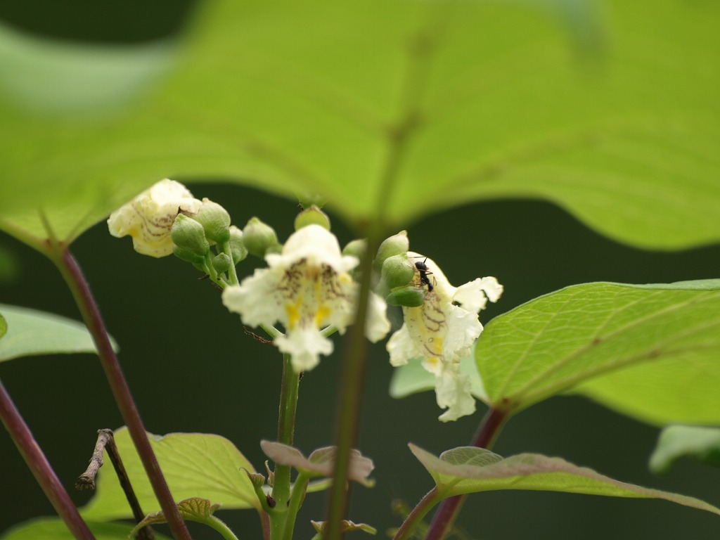 『馬の鈴草(ウマノスズクサ)と角胡麻(ツノゴマ)と木大角豆(キササゲ)の花』_d0054276_20204983.jpg