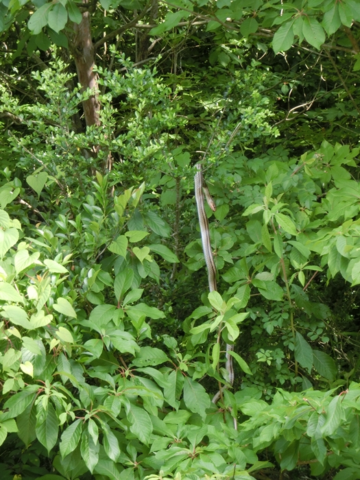 a0199979_1712020.jpg