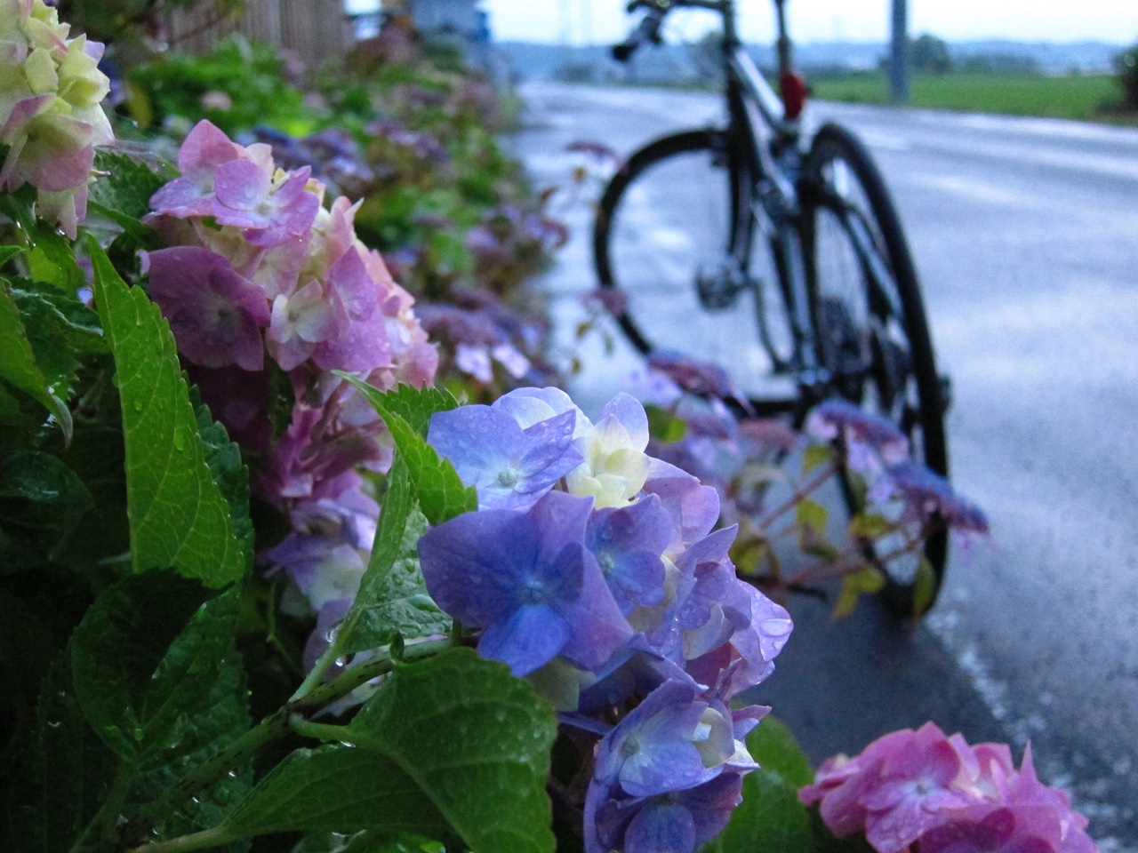 紫陽花と自転車_e0167780_22142126.jpg