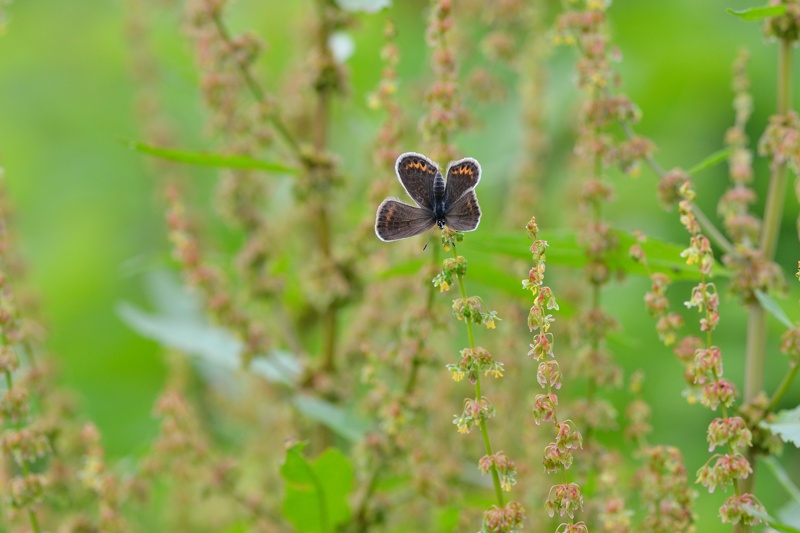 東北撮影行（キマダラルリツバメ:2014/6/22）_f0031682_17135073.jpg