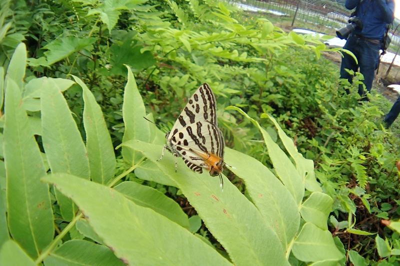 東北撮影行（キマダラルリツバメ:2014/6/22）_f0031682_17140461.jpg