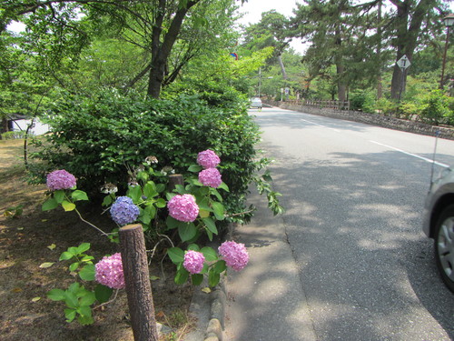 食後のポタリング　夙川〜芦屋浜_a0251786_20524012.jpg