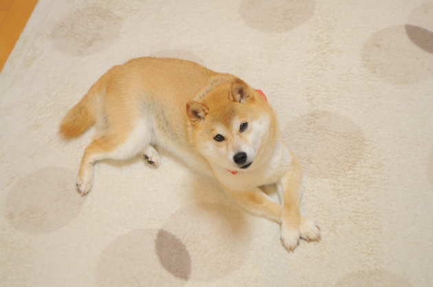 いつも通り_a0126590_23371714.jpg