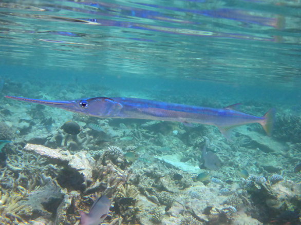 Kandolhu Island 2014-75　最後のスノーケリング_c0147790_1451969.jpg