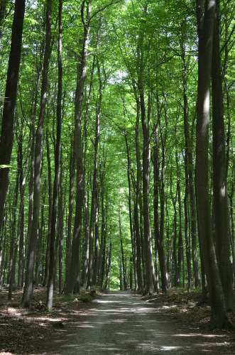 Forêt de Soigneの反対側_d0196594_17555664.jpg