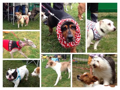 愛犬と学び楽しもう！雨天中止でございます。_c0191597_1045438.jpg