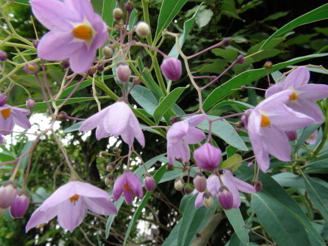 ルリヤナギ（瑠璃柳）の花…2014/6/27_f0231709_1721681.jpg