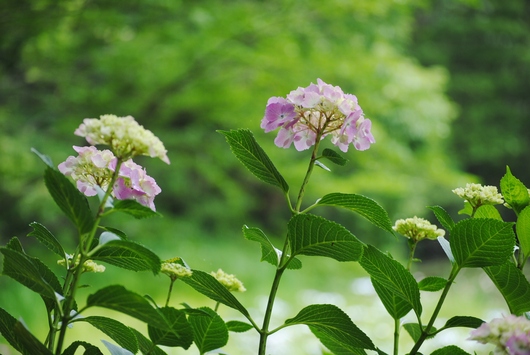 続・三景園花まつり　_b0209919_221402.jpg