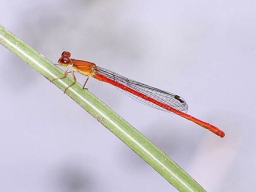 ベニイトトンボ Ceriagrion Nipponicum 広島県 下手の横好き