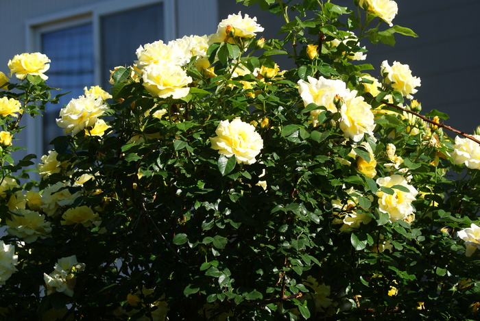 f0170524_727758.jpg