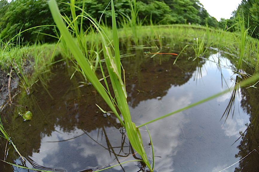 モートンイトトンボ、成熟♀編(2014年6月28日) _d0303129_214125100.jpg