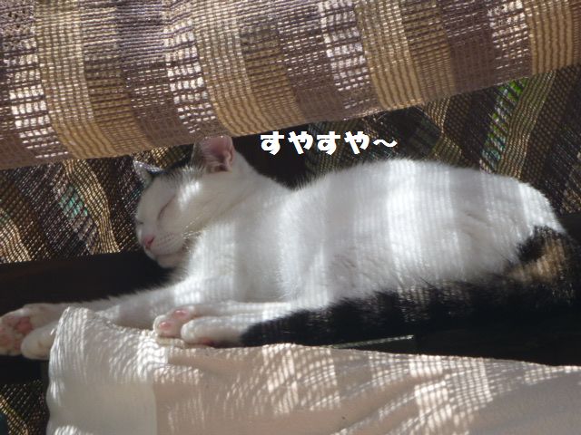 e0142430_233811.jpg