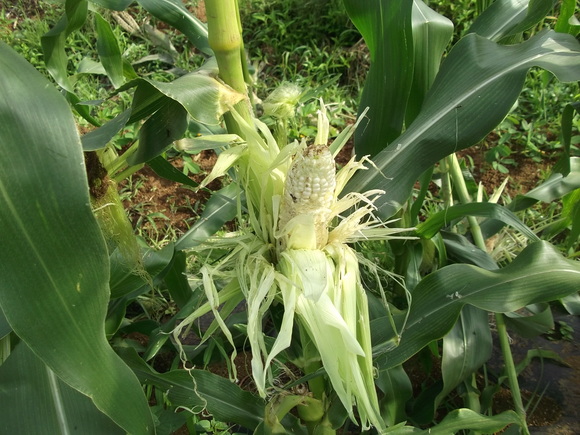 トウモロコシが 狙われました 家庭菜園日記 すろーらいふ 茅ケ崎のはまちゃん 野菜つくり トウモロコシが 狙われました 家庭菜園日記 すろーらいふ 茅ケ崎のはまちゃん 野菜つくり