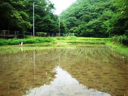 田植えの様子。今年も折り返しですね。_b0207632_2212764.jpg