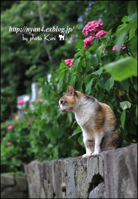 紫陽花と猫 4にゃん日記