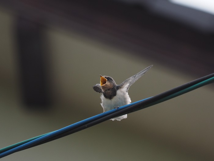 ツバメの幼鳥_e0324435_20405580.jpg