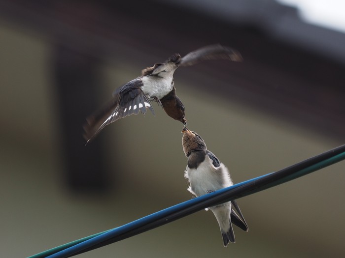 ツバメの幼鳥_e0324435_2045097.jpg