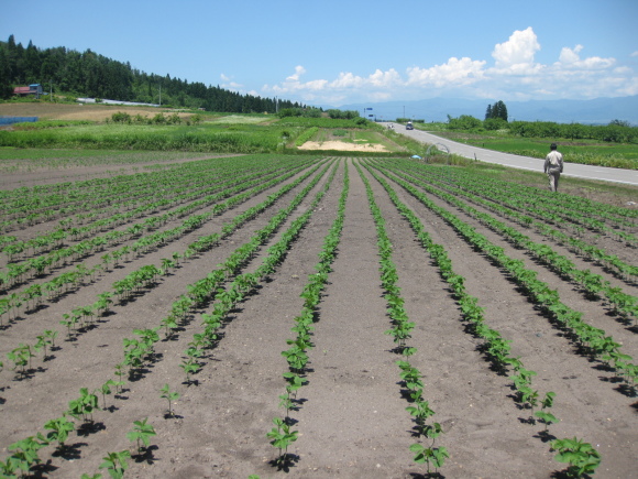 青大豆実証ほ、播種から22日目。_f0329538_19300730.jpg