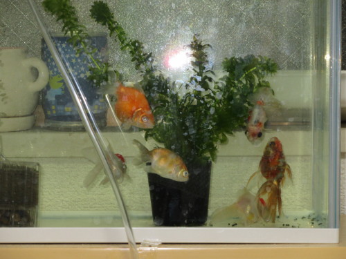 金魚たちの寝姿集 徒然金魚と植物の部屋 金魚たちの寝姿集 徒然金魚と植物の部屋