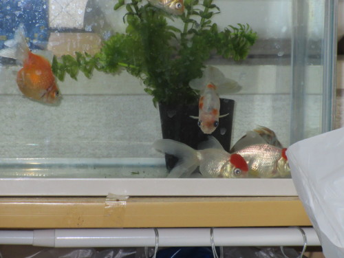 金魚たちの寝姿集 徒然金魚と植物の部屋