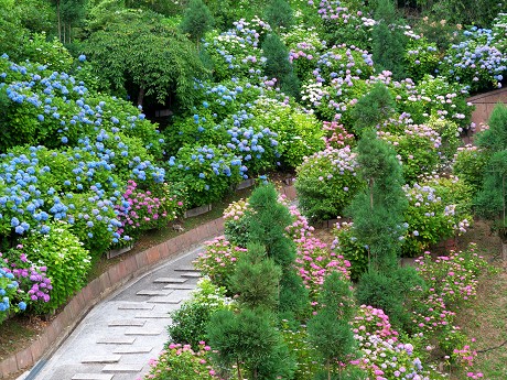 善峯寺の紫陽花_c0057946_2211354.jpg