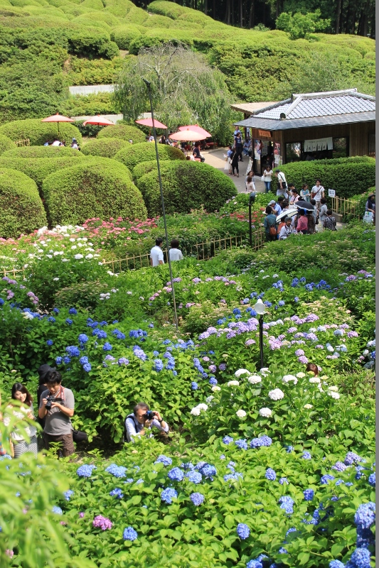 三室戸寺の紫陽花は宇宙のようです。　＠京都府_f0048546_011284.jpg