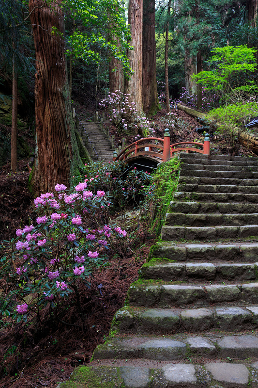 シャクナゲ満開！室生寺（後編・奥の院）_f0155048_17395616.jpg