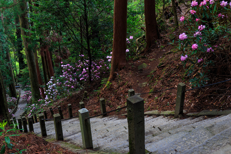 シャクナゲ満開！室生寺（後編・奥の院）_f0155048_1744192.jpg
