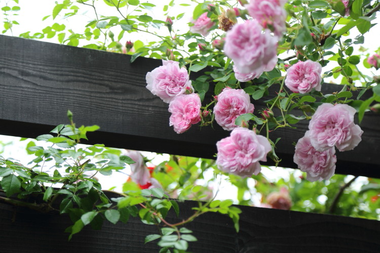 満開のバラ咲く軽井沢で休日を。　前編_a0258549_838166.jpg