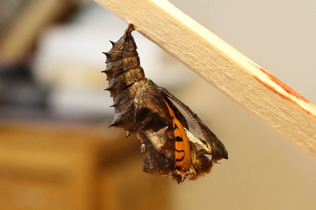 ツマグロヒョウモンの羽化 Butterfly Dragonfly ツマグロヒョウモンの羽化 Butterfly Dragonfly