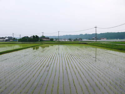 七城米 長尾農園 平成26年度の田植えに密着取材!!その1(田植えまでの田んぼ作り)_a0254656_191432.jpg