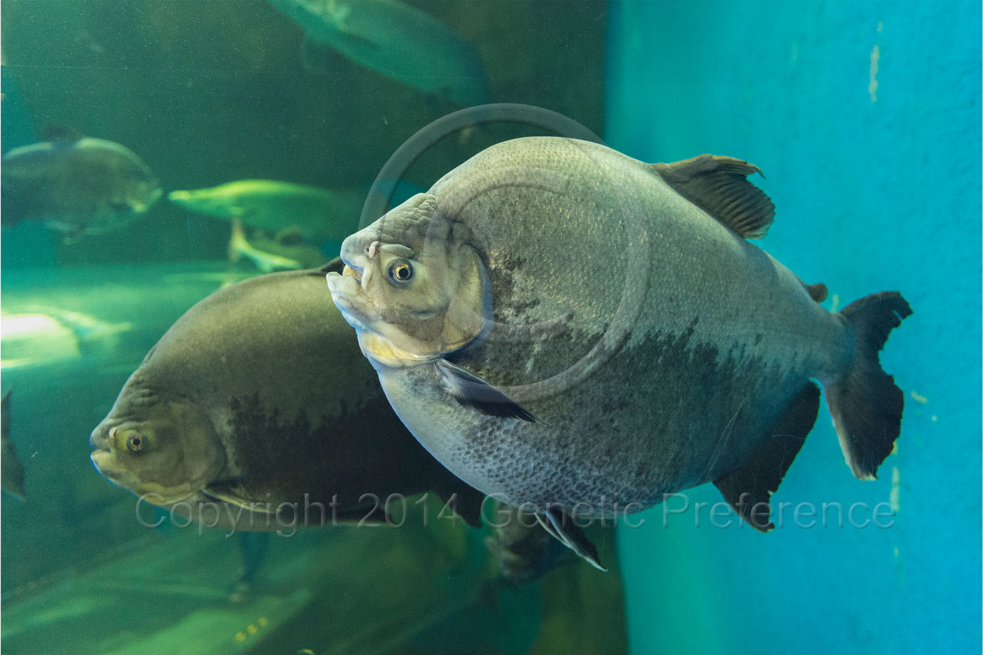 須磨水族園2014初夏 Vol.9_a0111162_20174271.jpg