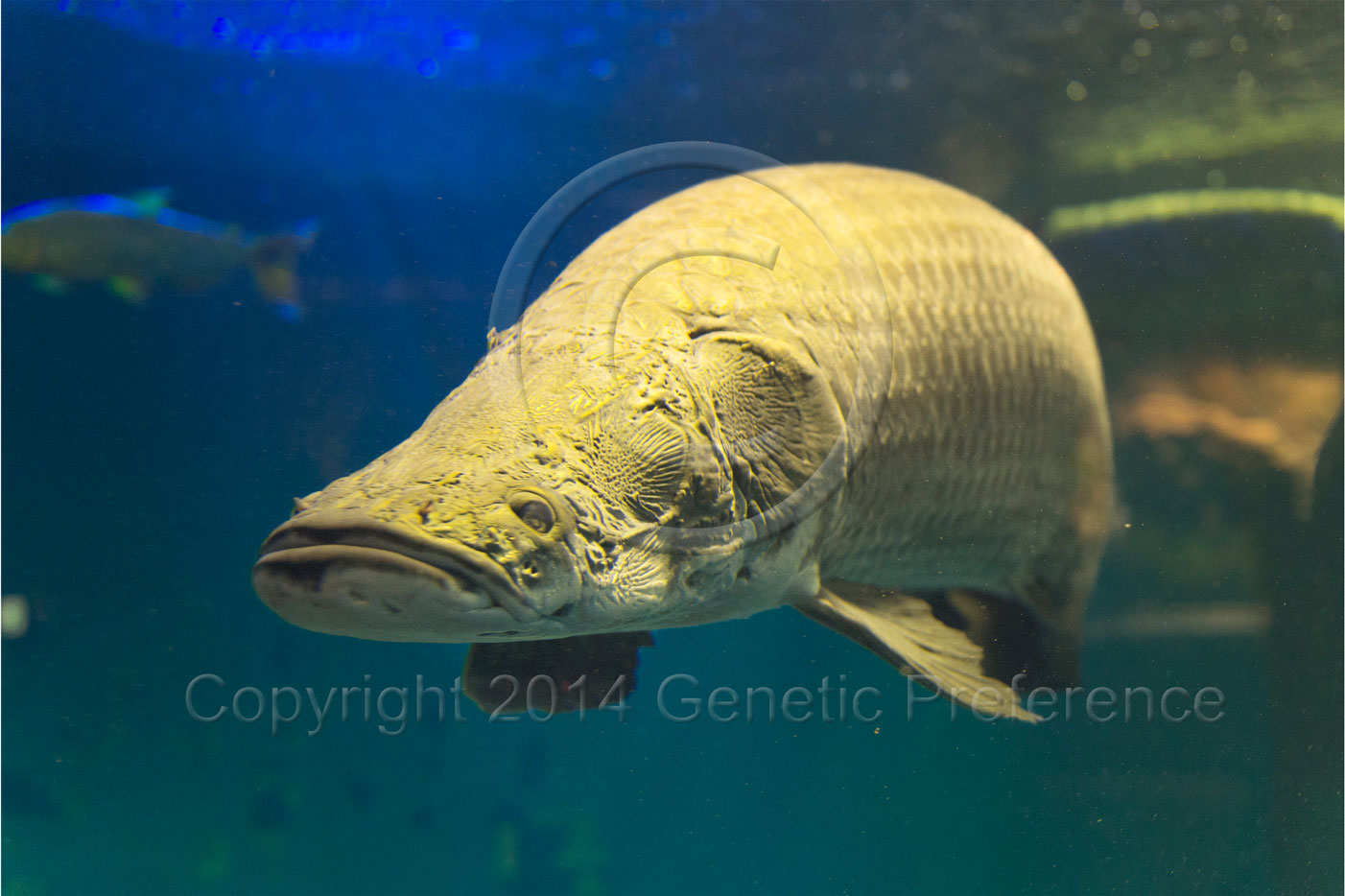 須磨水族園2014初夏 Vol.9_a0111162_20181851.jpg