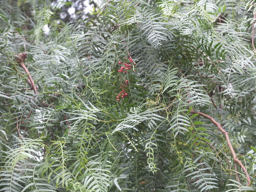 d0193569_9251983.jpg