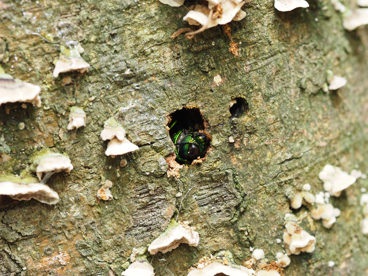 希少‼️タマムシ玉虫の羽大量セット 玉蟲 希少‼️タマムシ玉虫の羽大量