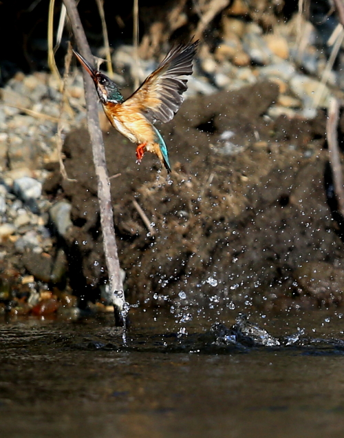 北三陸カワセミ物語２０１４～水飛沫一瞬の煌めき～_d0262476_04004262.jpg