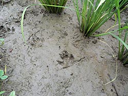 6月27日の田んぼ(上目黒小・枝野小)_d0247484_14553861.jpg