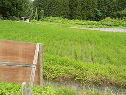 6月27日の田んぼ(月光原小・西根小)_d0247484_16105383.jpg