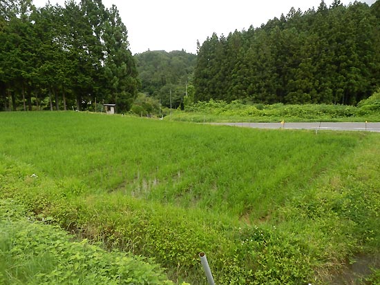 6月27日の田んぼ(月光原小・西根小)_d0247484_1610947.jpg