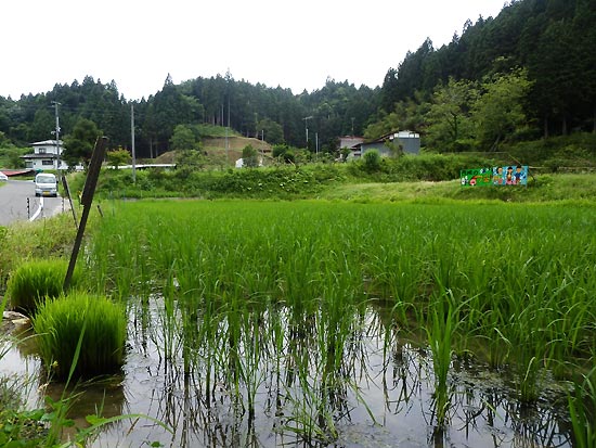 6月27日の田んぼ(月光原小・西根小)_d0247484_16155585.jpg