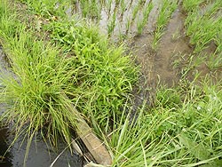 6月27日の田んぼ(緑ヶ丘小・北郷小)_d0247484_16314636.jpg