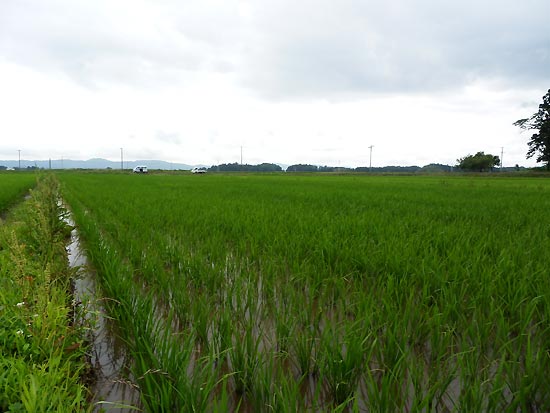 6月27日の田んぼ(目黒角田絆交流田)_d0247484_16443898.jpg