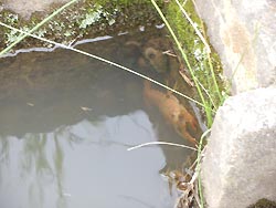 6月27日の田んぼ(目黒角田絆交流田)_d0247484_16445927.jpg