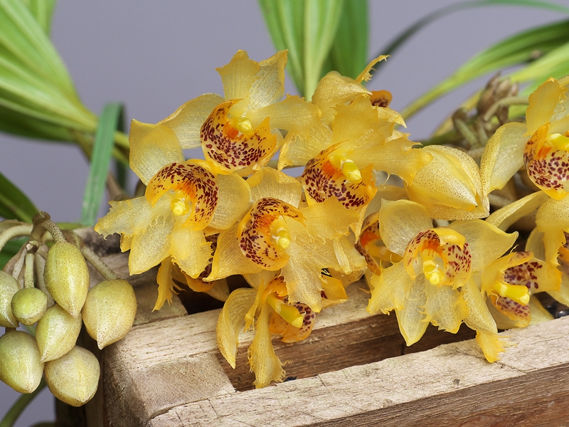Sievekingia fimbriata : 花咲か父さん 洋らん栽培 Sievekingia fimbriata : 花咲か父さん 洋らん栽培