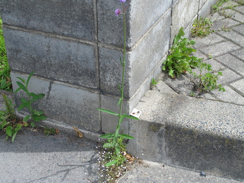 ６月２８日（土）町内会でアメシロ駆除薬剤散布を行う・・・６_c0075701_15592786.jpg