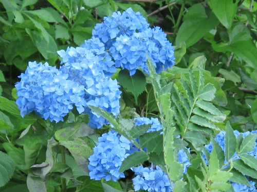 上花沢片町町内会、マイマイガ幼虫＆アメシロ駆除薬剤散布を行う・・・１_c0075701_16473529.jpg