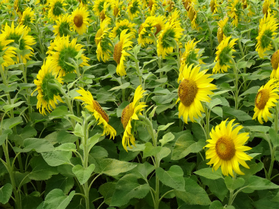 初夏の新庄公園独り占め_c0125501_6261642.jpg